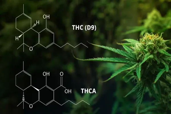 THCA vs THC: Key Differences Every Consumer Should Know